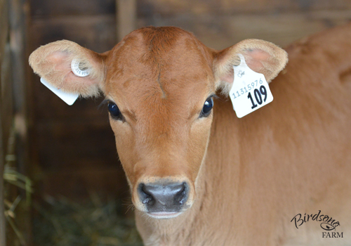 Calf or Cow? (April 9, 2016) Trying to choose between buying a baby calf or bred heifer, or a cow that is already milking? In this post I outline a few of the pros of buying a cow versus buying a calf. 