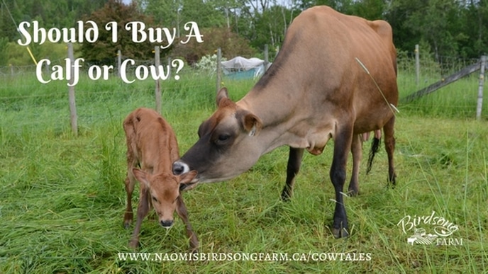 Trying to choose between buying a baby calf or bred heifer, or a cow that is already milking? In this post I outline a few of the pros of buying a cow versus buying a calf. 