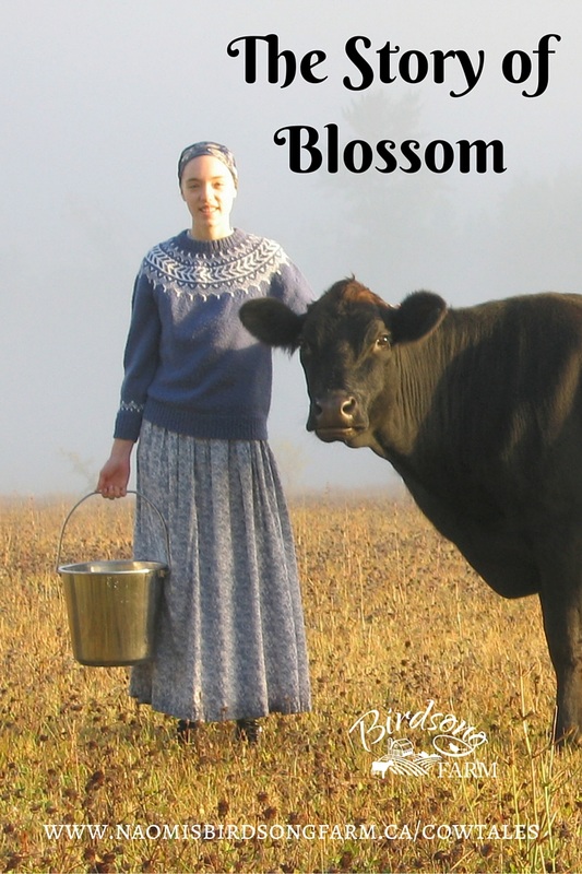 The Story of Blossom (August 13, 2016) My love of Jerseys and cheese making all began with a cow named Blossom. This is our story...