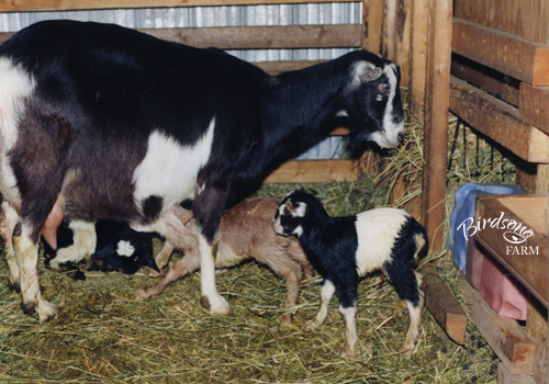 Buttercup with her three kids in 1995. 
