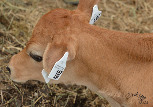 NLID tagging Jersey calf
