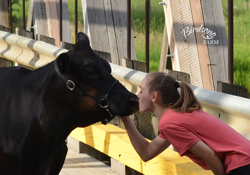Cow kisses! Naomi Fournier kisses her Jersey cow, Birdsong Autumn Aster, on the Baxter Bridge.