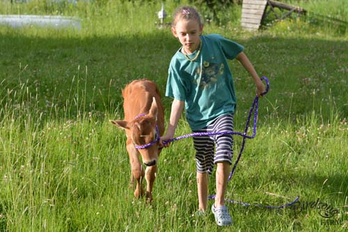 Jersey calf with girl