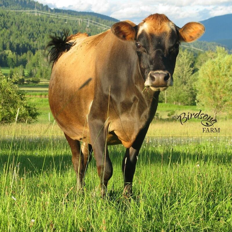 About Our Cows - Birdsong Farm