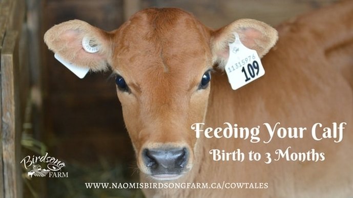 Tips for feeding your calf from birth to three months.