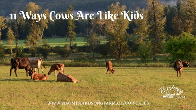 11 Ways Cows Are Like Kids (January 9, 2016) I'm not a mother myself, but as the oldest of nine children I'd like to think that I know a thing or two about the parallels between kids and cows!